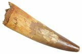 Real Fossil Spinosaurus Tooth - Huge Dinosaur Tooth #360447-1